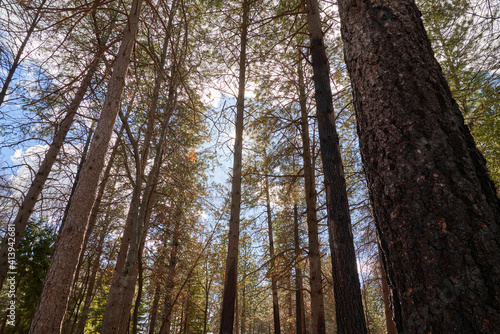Fototapeta Naklejka Na Ścianę i Meble -  Burned Oak Trees in the Park/woods located in Billy Park , Paradise California 