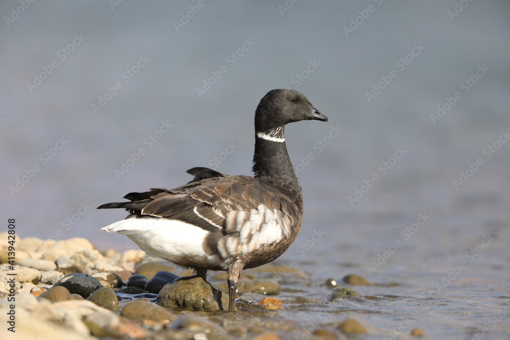 Brant goose (Branta bernicla orientalis) in Japan Brant goose (Branta bernicla orientalis) in Japan