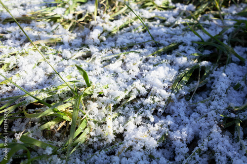 grass on the ground covered with snow, close-up view