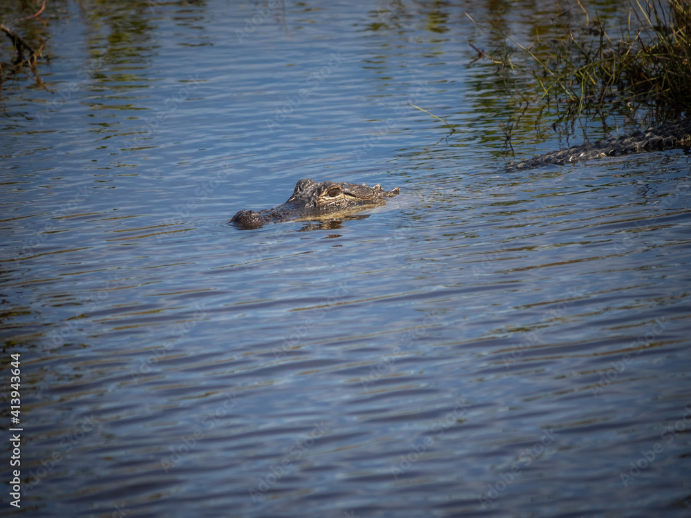 American alligator in water American alligator in water