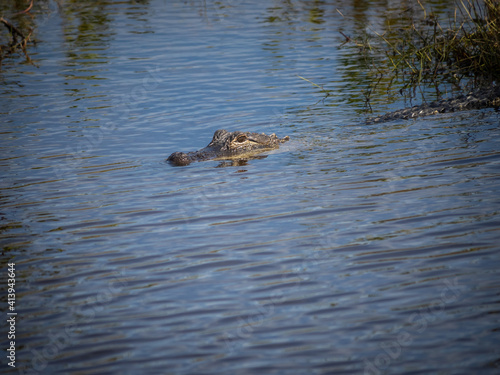 American alligator in water