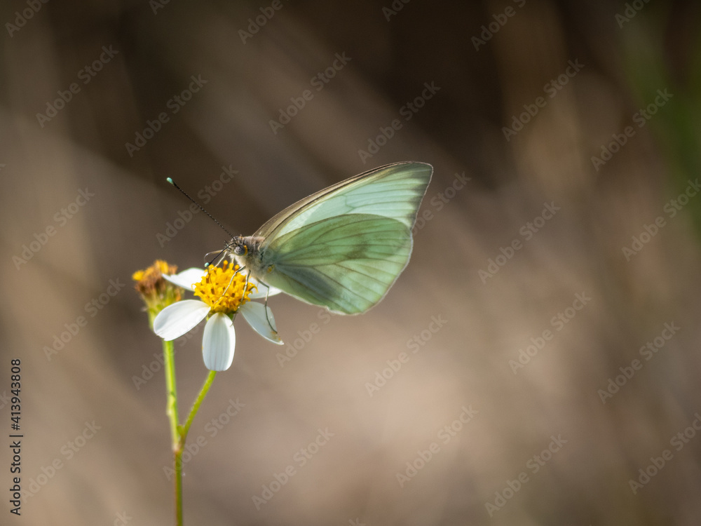 Great Southern White butterfly on flower Great Southern White butterfly on flower