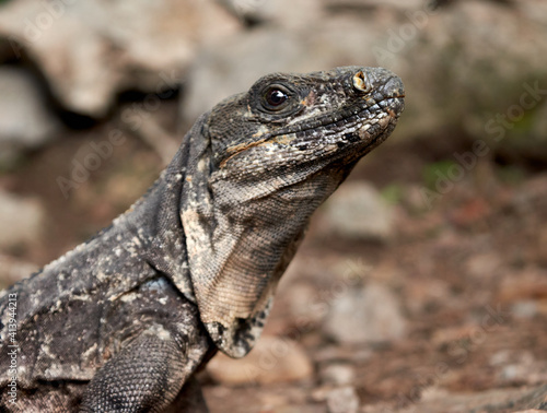 big lizard portrait photograph mexico