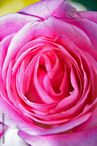 Pink Rose Bud in Macro