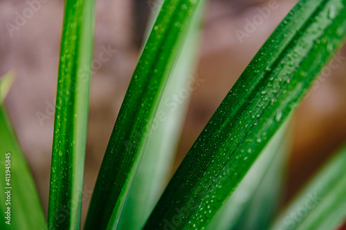 pandan leaves are fresh green with dew drops. scientific name Pandanus amaryllifolius photo