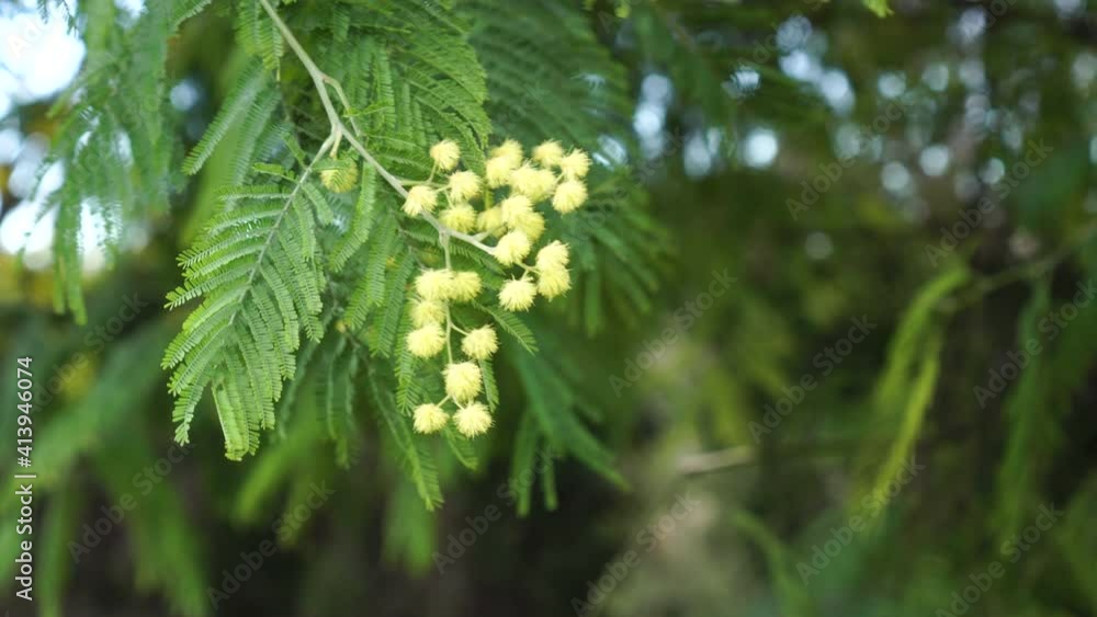Beautiful Blossom of acacia. Sprig of mimosa with yellow flowers close up Beautiful Blossom of acacia. Sprig of mimosa with yellow flowers close up