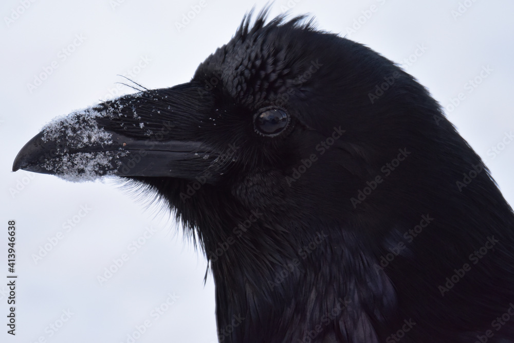 Obraz premium Portrait of a raven facing left