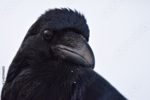 Portrait of a raven facing right