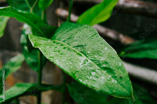 temulawak leaves with dew drops. Scientific name Curcuma zanthorrhiza