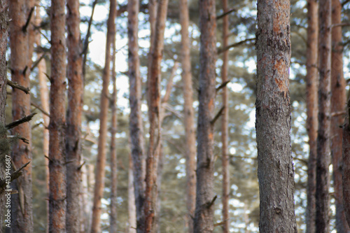 Deep wood duting daytime in winter. Winter forest. © Alexandra