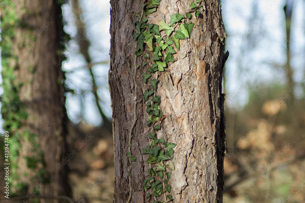Climbing fig. Ivy growing over the tree trunk. Deep green colors. Climbing fig. Ivy growing over the tree trunk. Deep green colors.