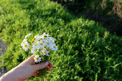 Cute bouquet of daisies in a female hand on a blurred green background.