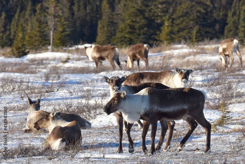 A herd of caribou resting and feeding in a snowy field at the edge of a forest. A herd of caribou resting and feeding in a snowy field at the edge of a forest.