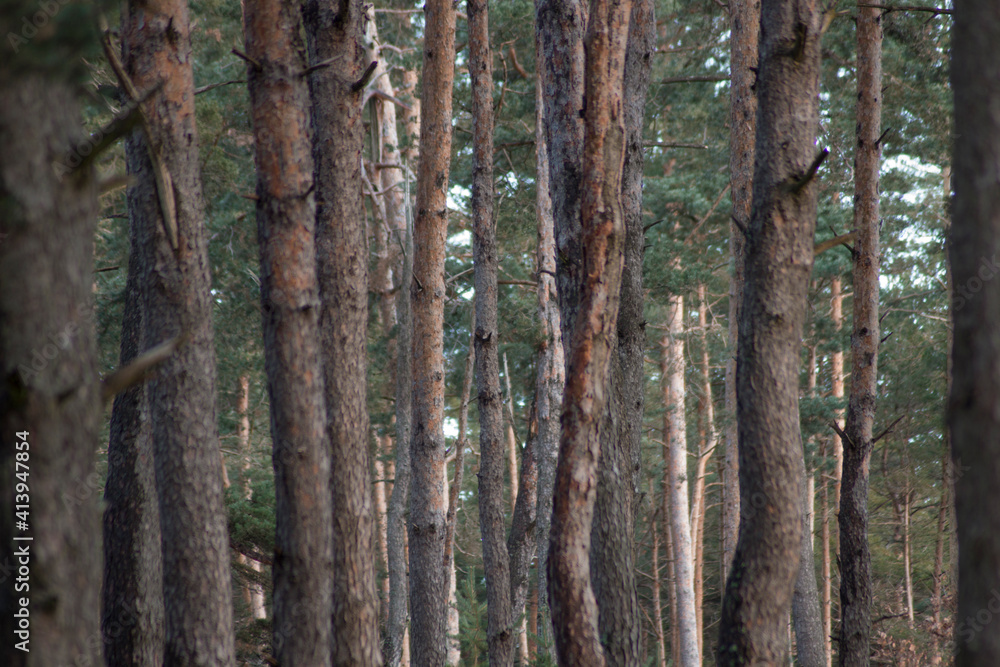 Deep wood duting daytime in winter. Winter forest. Deep wood duting daytime in winter. Winter forest.