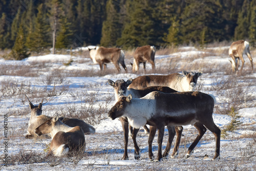 A herd of caribou resting and feeding in a snowy field at the edge of a forest.