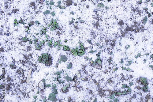 chaotic greenery of different sizes on a background of white snow