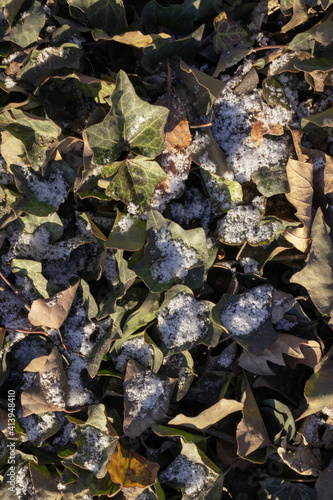 yellow foliage is slightly covered with frost