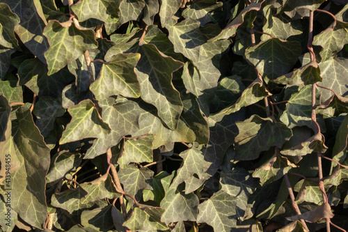 oak leaves lie in a bunch and create a carpet