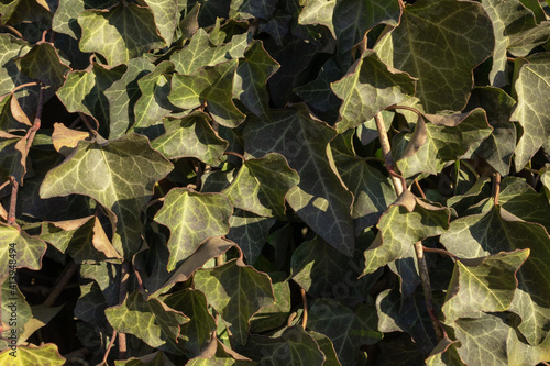 oak leaves are layered with so many of them that they create a carpet lit by the rays of the sun