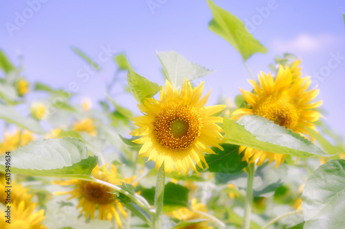 Close up of Sunflower with soft image