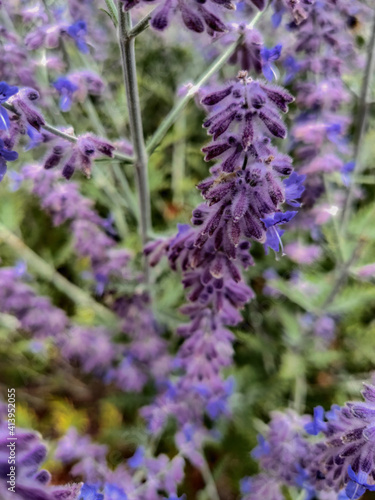 Fresh colorful lavender in the summer garden  close view on branches