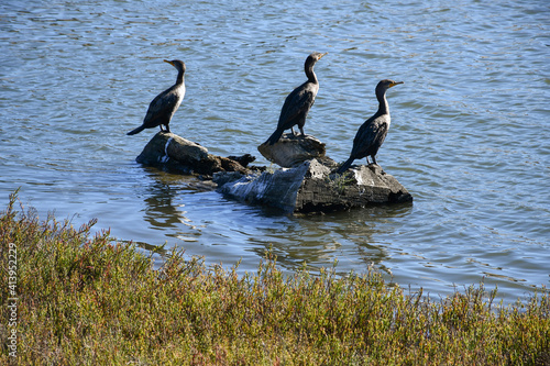 Three cormorants on dead tree parts in the water close to shore, enjoying the sunshine in San Francisco