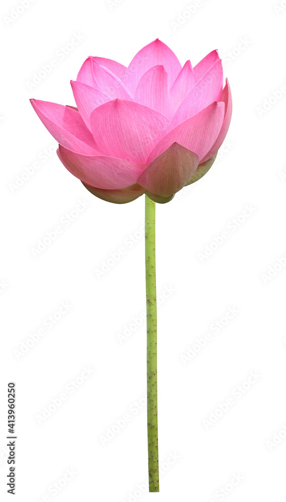 Pink lotus flower in full bloom isolated on white background with clipping path for design usage purpose