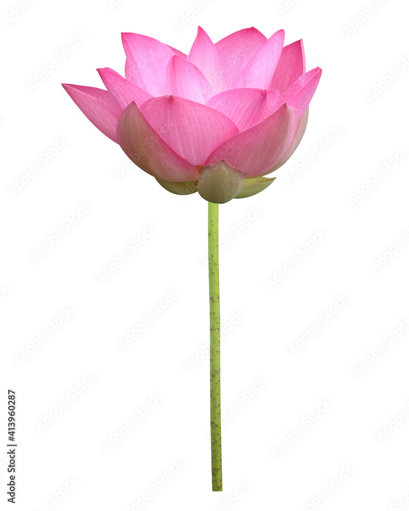 Pink lotus flower in full bloom isolated on white background with clipping path for design usage purpose	
