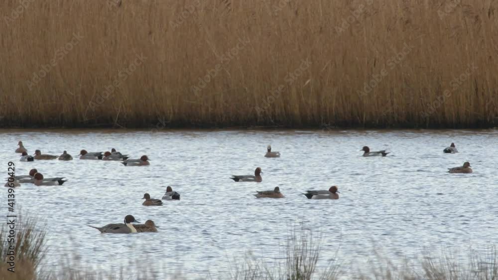 Northern Pintail and Eurasian Wigeon, birds on water in habitat Northern Pintail and Eurasian Wigeon, birds on water in habitat