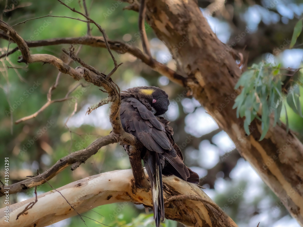 Black Cockatoo Sleeping