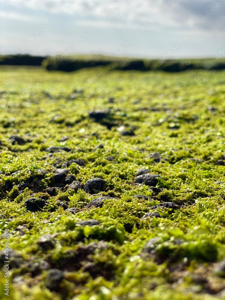 moss on the stone moss on the stone