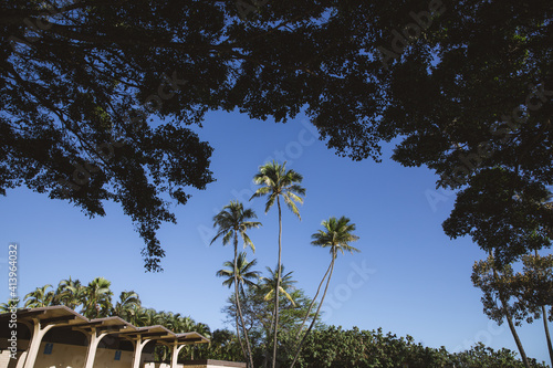 Palm trees in Waialae Beach Park, Oahu island | Hawaii landscape photo