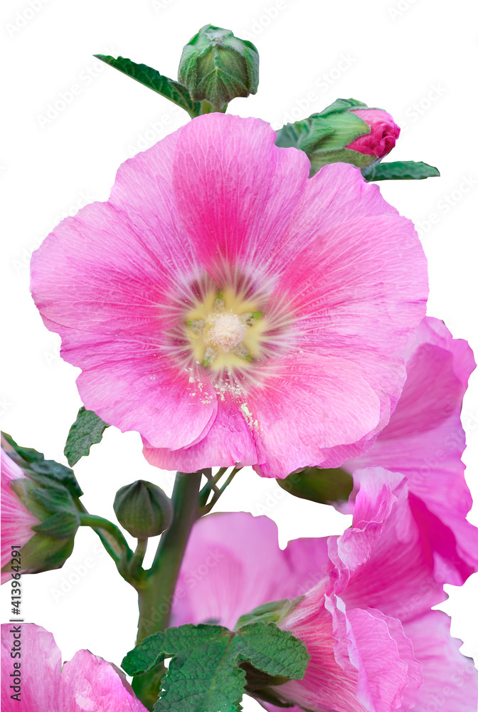 Beautiful hollyhock is growing in a garden. Pink flower of hollyhock  on  blur background.