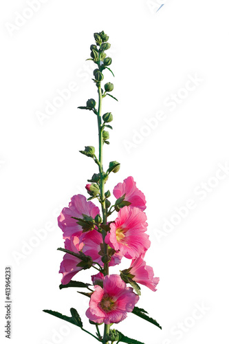 Fototapeta Naklejka Na Ścianę i Meble -  Beautiful hollyhock is growing in a garden. Pink flower of hollyhock  on  blur background.