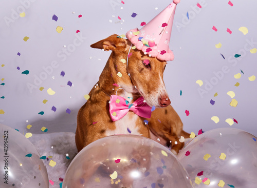 dog with a red birthday hat, bow tie and confetti