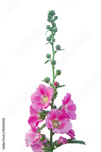 Beautiful hollyhock is growing in a garden. Pink flower of hollyhock  on  blur background.