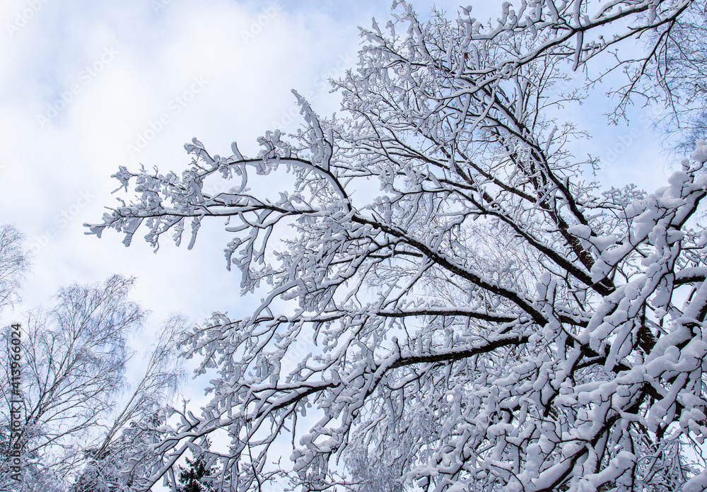 Obraz premium Scenic view of snow-covered tree branches in winter forest