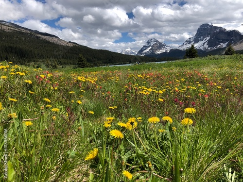 Hiking through beautiful alpine wildflowers blooming in the mountains in Alberta, Canada