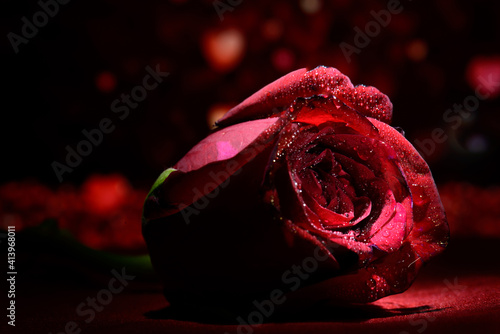 Selective focus on petals and water drops 