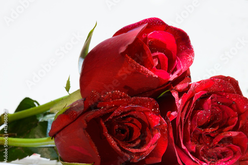 Selective focus on petals and water drops 