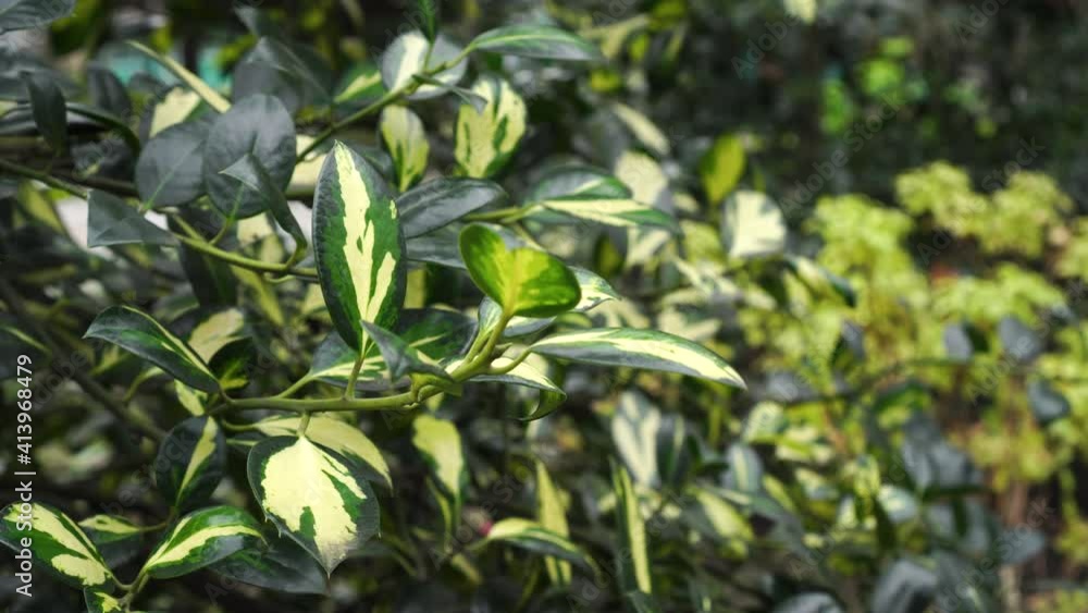 Bright colorful foliage of an evergreen shrub close up. Green yellow leaf in the garden Bright colorful foliage of an evergreen shrub close up. Green yellow leaf in the garden