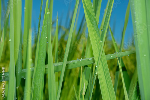 Water droplets on the green rice leaves reflect light, emphasizing the tease with rice plants.