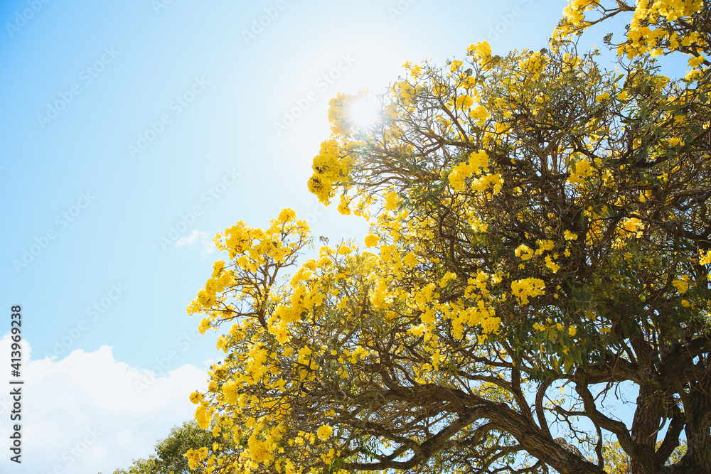 Flowering tree, Tabebuia aurea, Oahu, Hawaii | Nature Landscape Flowering tree, Tabebuia aurea, Oahu, Hawaii | Nature Landscape