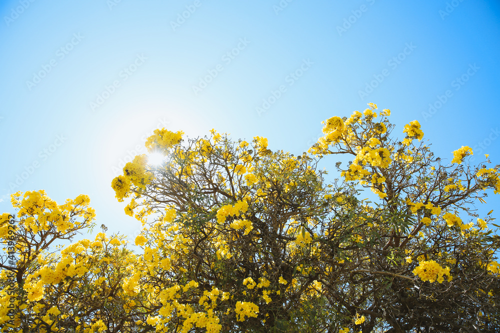 Flowering tree, Tabebuia aurea, Oahu, Hawaii | Nature Landscape Flowering tree, Tabebuia aurea, Oahu, Hawaii | Nature Landscape