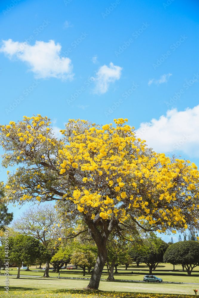 Fototapeta premium Flowering tree, Tabebuia aurea, Oahu, Hawaii | Nature Landscape