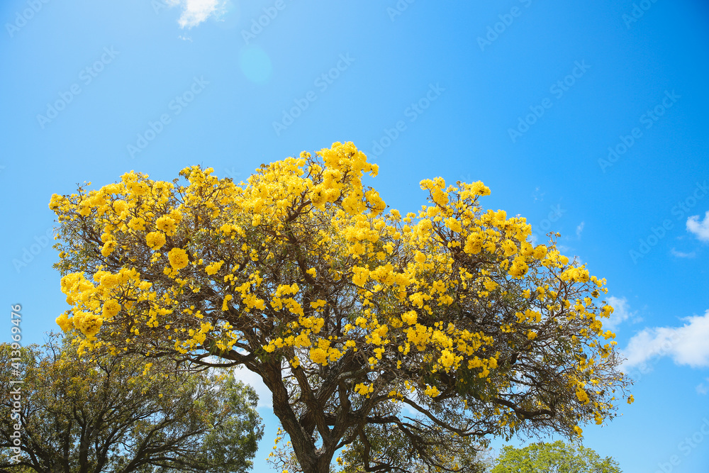 Flowering tree, Tabebuia aurea, Oahu, Hawaii | Nature Landscape Flowering tree, Tabebuia aurea, Oahu, Hawaii | Nature Landscape