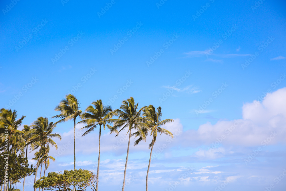 Palm trees in Kualoa Regional Park, Oahu, Hawaii