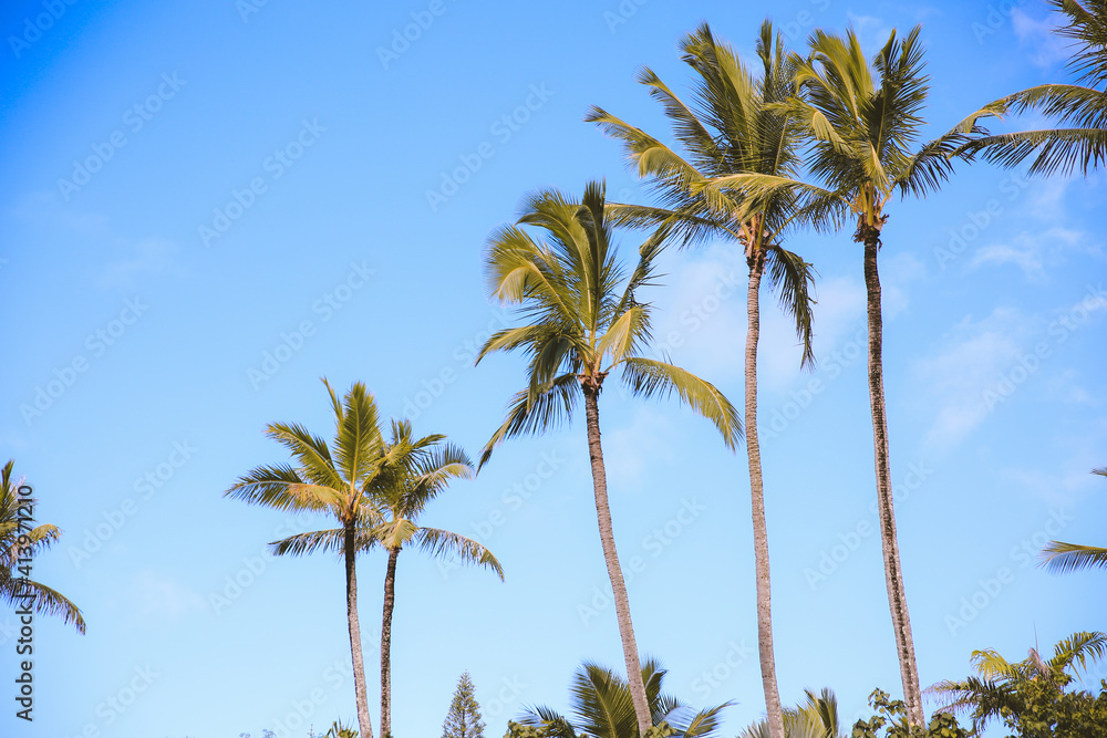 Palm trees at Laniakea Beach, Oahu, Hawaii Palm trees at Laniakea Beach, Oahu, Hawaii