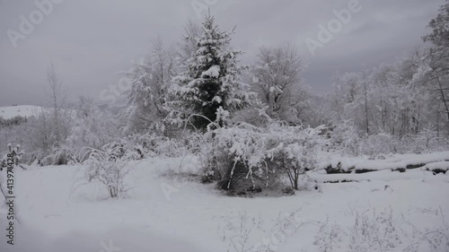 Plantlife Covered With Snow In A Winter Day At Runcu City Romania - panning medium shot photo