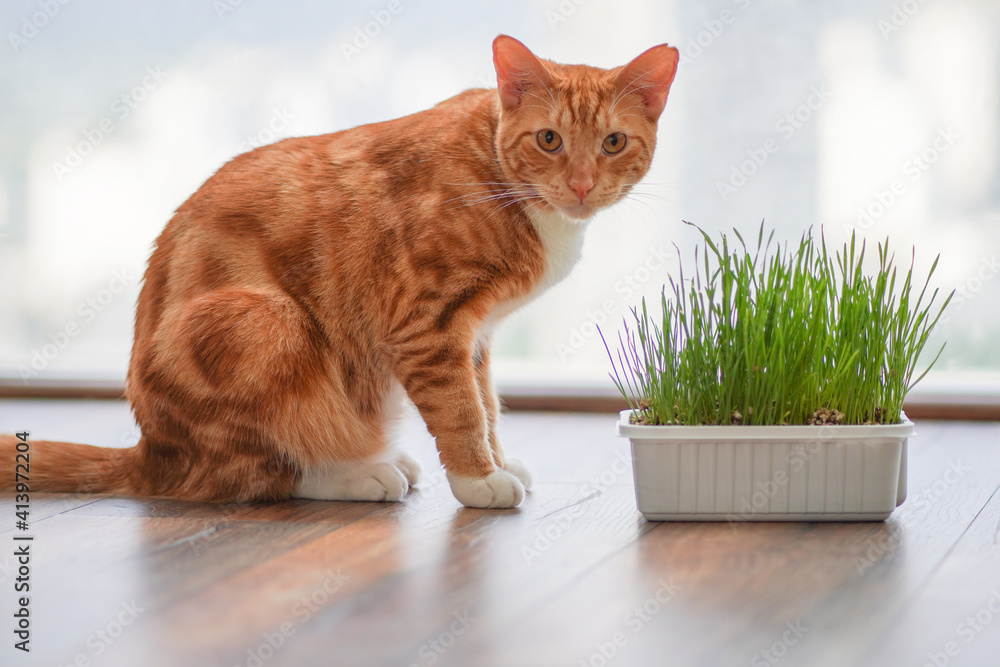 Naklejka premium Orange cat at home